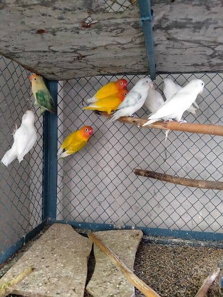 Love birds breeder pair and adult pieces for sale in good condition 4