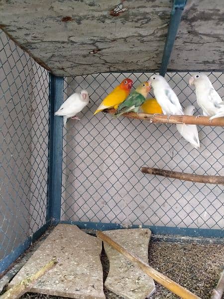 Love birds breeder pair and adult pieces for sale in good condition 5