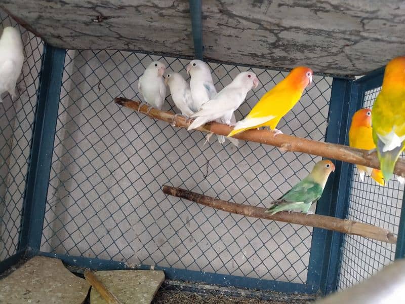 Love birds breeder pair and adult pieces for sale in good condition 9