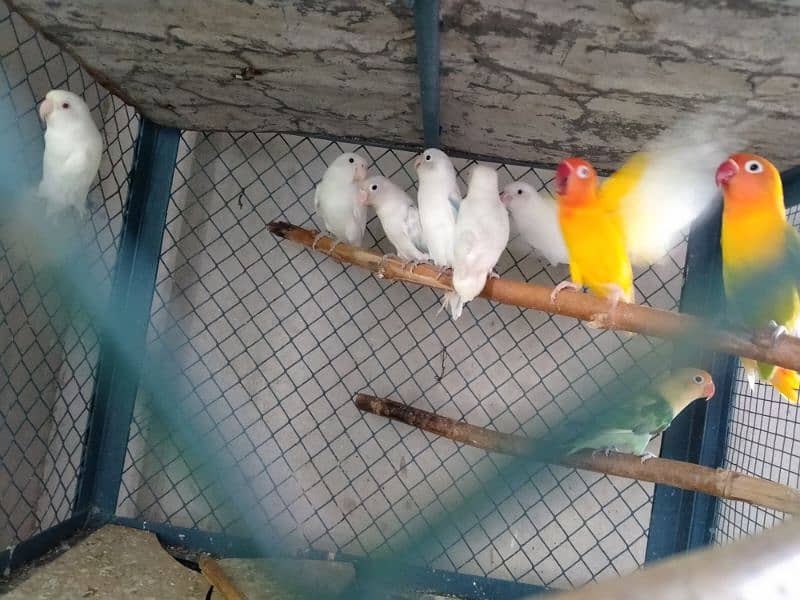 Love birds breeder pair and adult pieces for sale in good condition 10