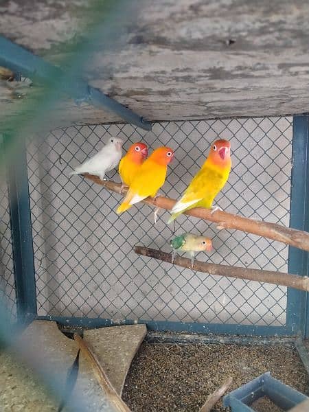 Love birds breeder pair and adult pieces for sale in good condition 11