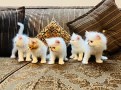 Persian kittens