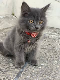 cute beautiful grey kitten