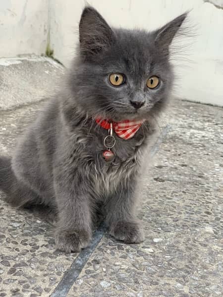 cute beautiful grey kitten 0