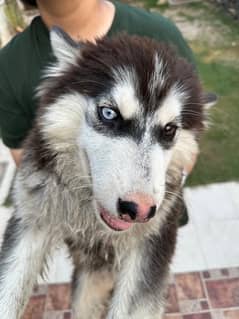 Female husky puppy