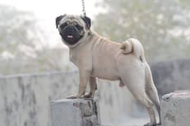 confirm stud pug male available in Lahore