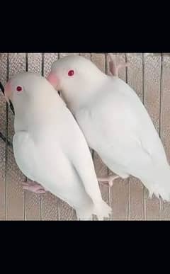 albino red eyes original parrots