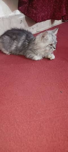 Persian Male Kitten for Sale Urgent