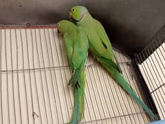 Green ringneck pair for sale 0