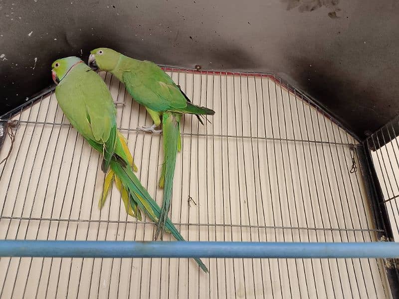 Green ringneck pair for sale 2