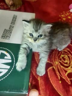 Percian Kittens Male And Females