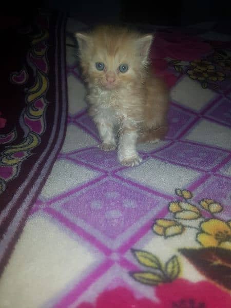 Percian Kittens Male And Females 7