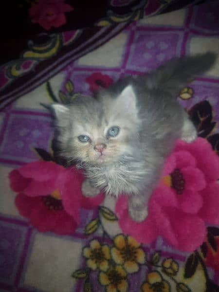 Percian Kittens Male And Females 9