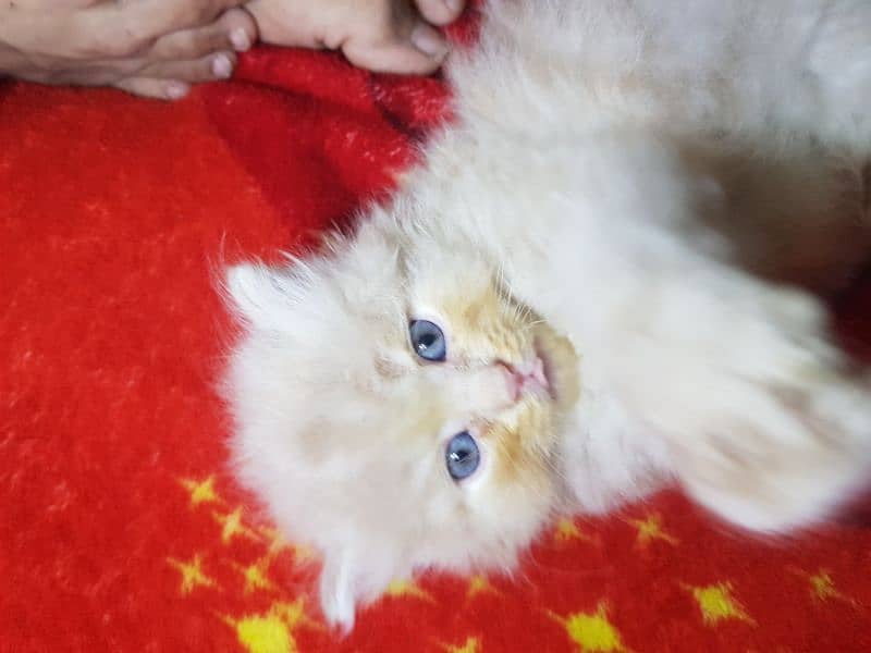 Percian Kittens Male And Females 16