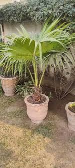 Malysian palm age 2-6yrs height 2-9ft available