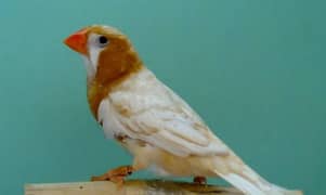 Finch breeder pair for sale