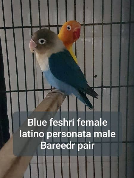 bareedr pair03447884589 2