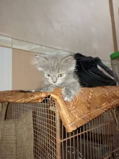 Yellow eyes, persian kittens, two kittens in just 12k