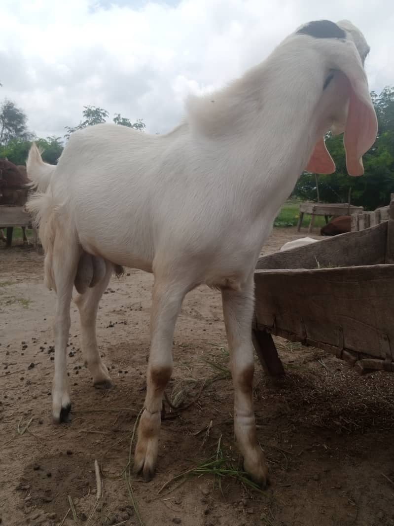 White bakra 0