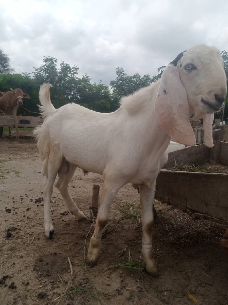 White bakra 1