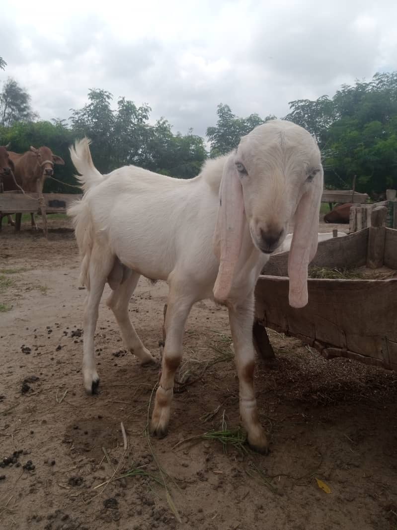 White bakra 2