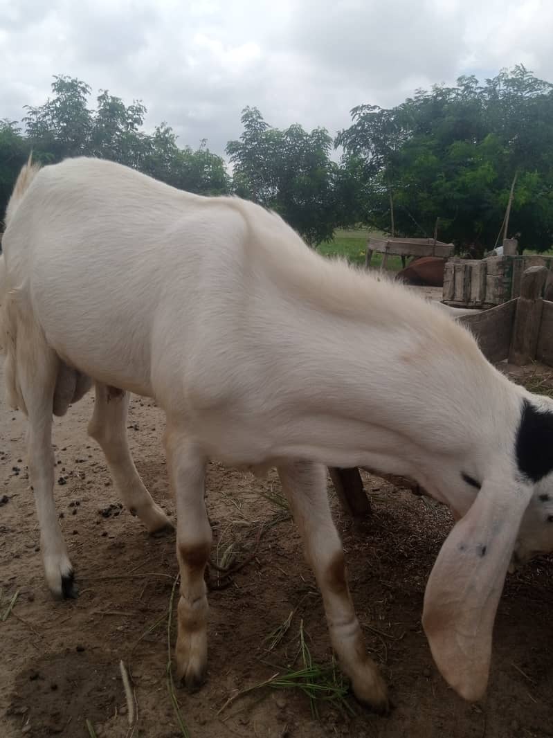 White bakra 3