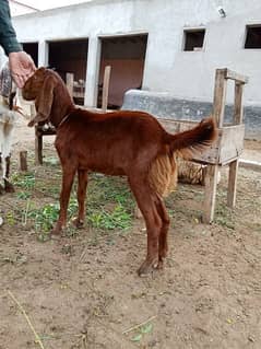 desi goat for sale in