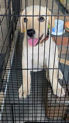 Labrador Female 3 months old