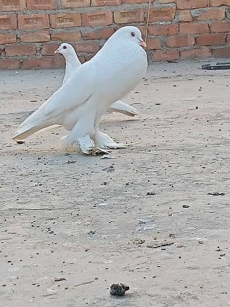 White pom/  magpie male for sale 0