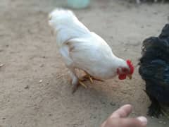 .  White bantam breeder male. Rabbits . white bantam chicks