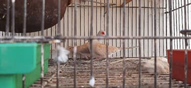 Red dove and zebra finch