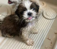 shihtzu male pup