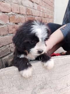 shihpoo