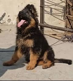 German shepherd puppies