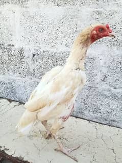 heera quality female