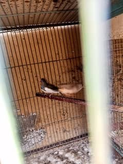 finches for sale