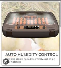 HHD queen fully automatic incubator