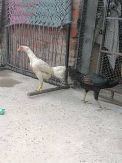 aseel female chicken for sale