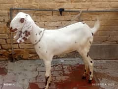 Beautiful and fit healthy goat