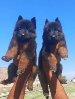 German Shepherd long coated pair 2 month for sale