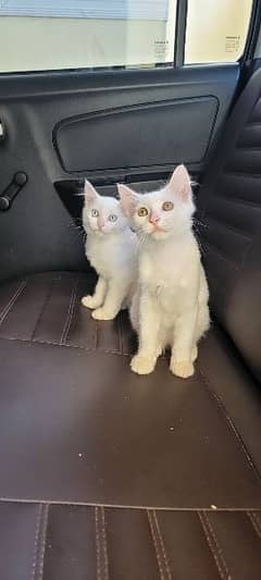 white Cat Pair