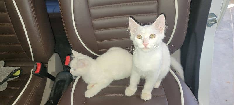 white Cat Pair 2