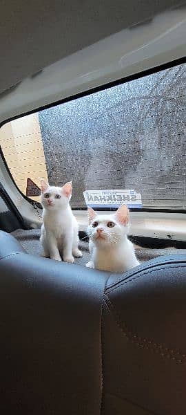 white Cat Pair 4