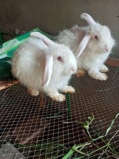 Fancy rabbit ready for first breed