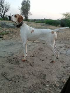 English pointer