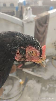 Aseel black muskhi black hen Madi maadi murgi for sale high quality