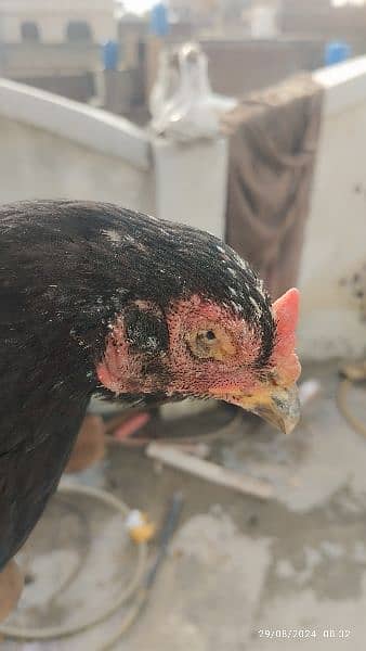 Aseel black muskhi black hen Madi maadi murgi for sale high quality 0