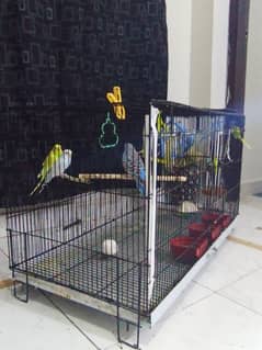 12 budgies | HAND TAMED | High Quality Cage