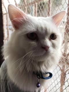 White Persian Male 6 Months old 2 coat