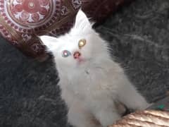 blue and yellow eyed white female persian cat for sale